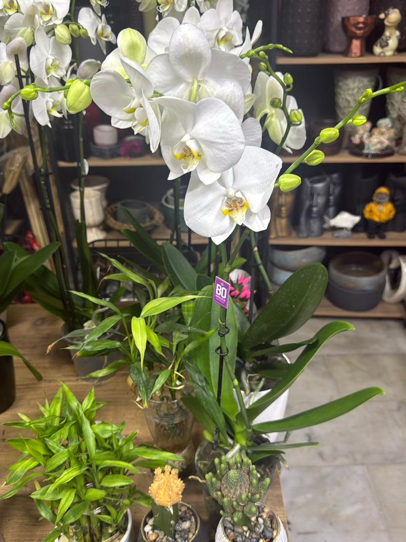Orchidée papillon — photo 1 sur 16