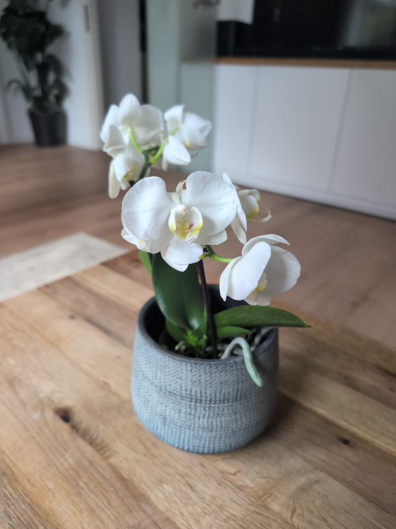 Orchidée papillon — Bild 3