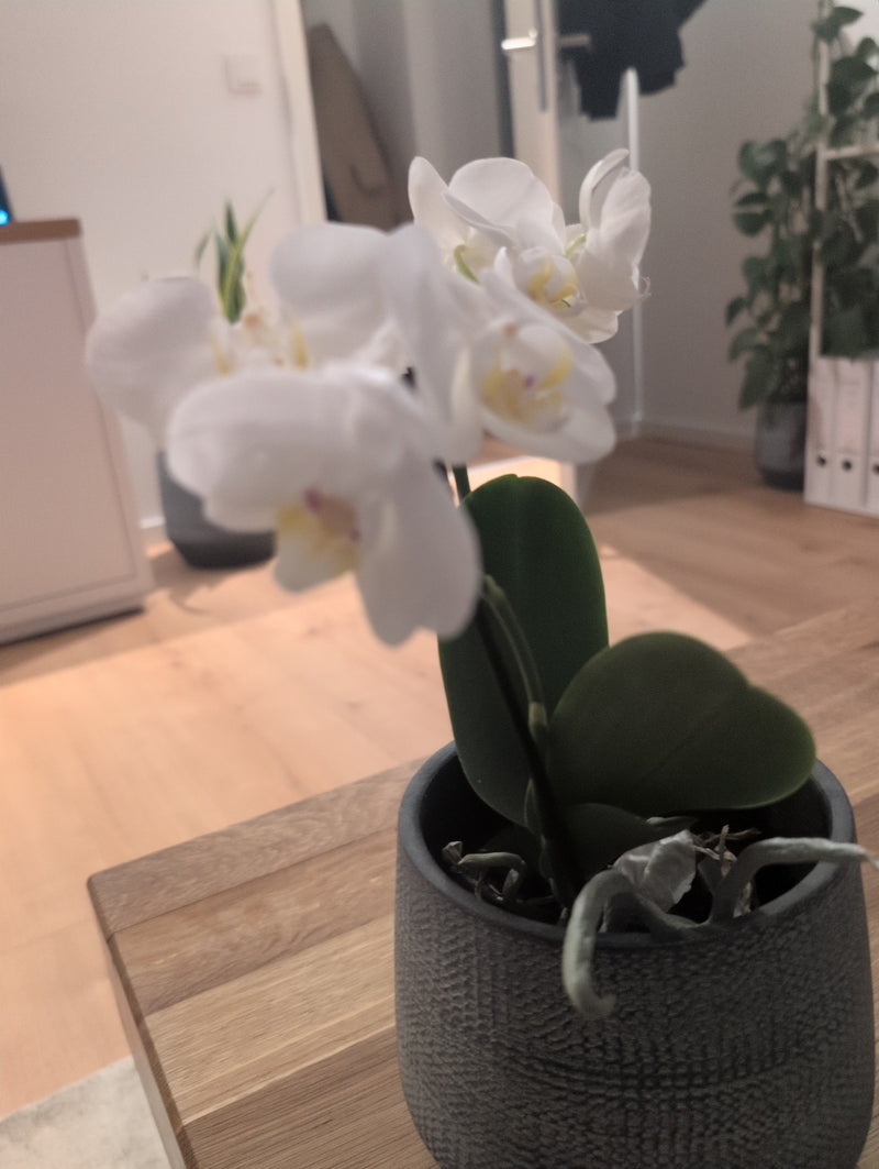 Orchidée papillon — Bild 4
