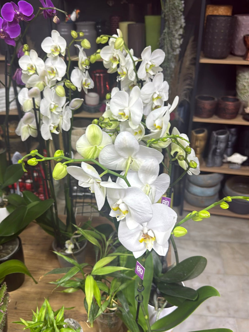 Orchidée papillon — photo 2 sur 16