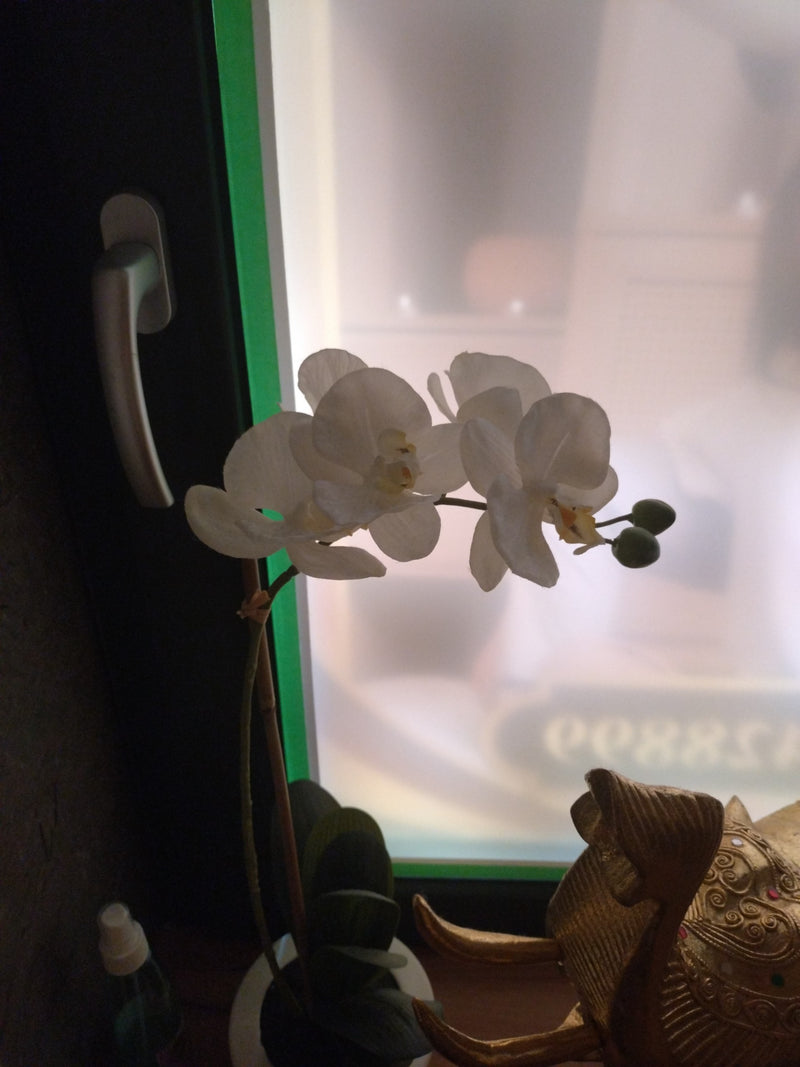 Orchidée papillon — Bild 2