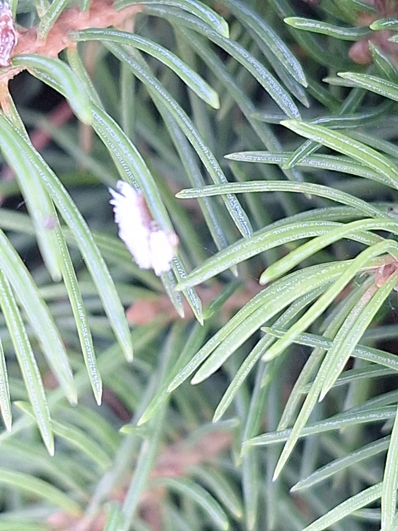 Cochenilles — Bild 1
