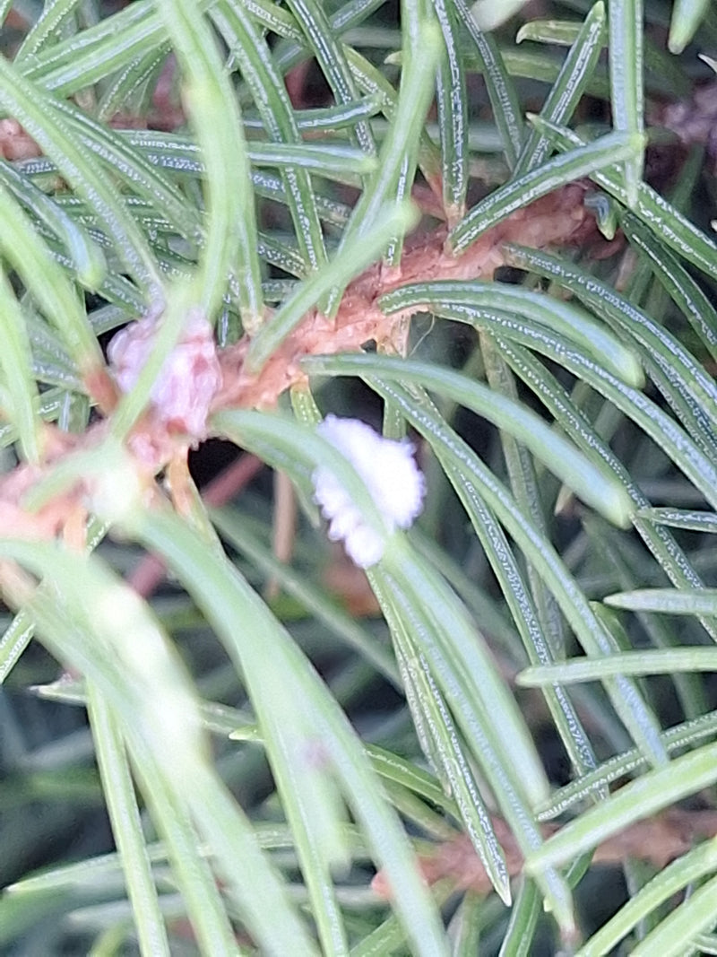 Cochenilles — Bild 2