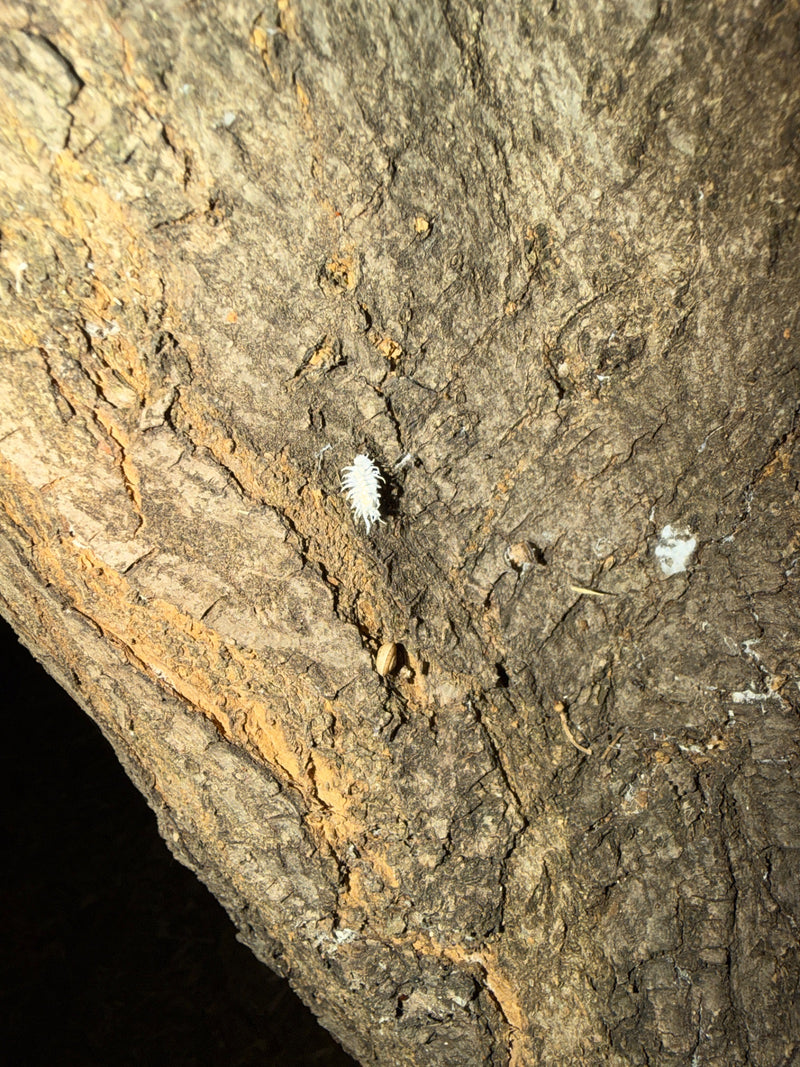 Une cochenille farineuse blanche est posée sur l'écorce rugueuse d'un arbre. L'insecte est bien visible.