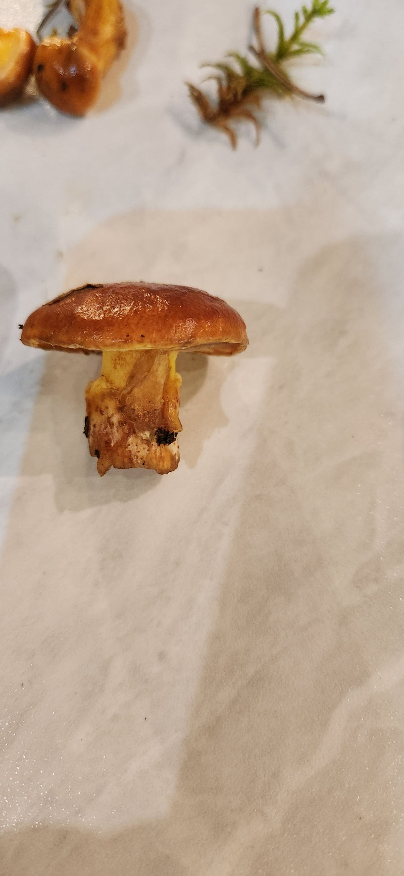 Cèpes gras — photo 3 sur 3