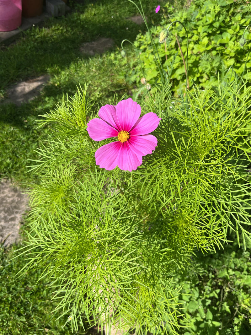 Cosmée — Bild 1