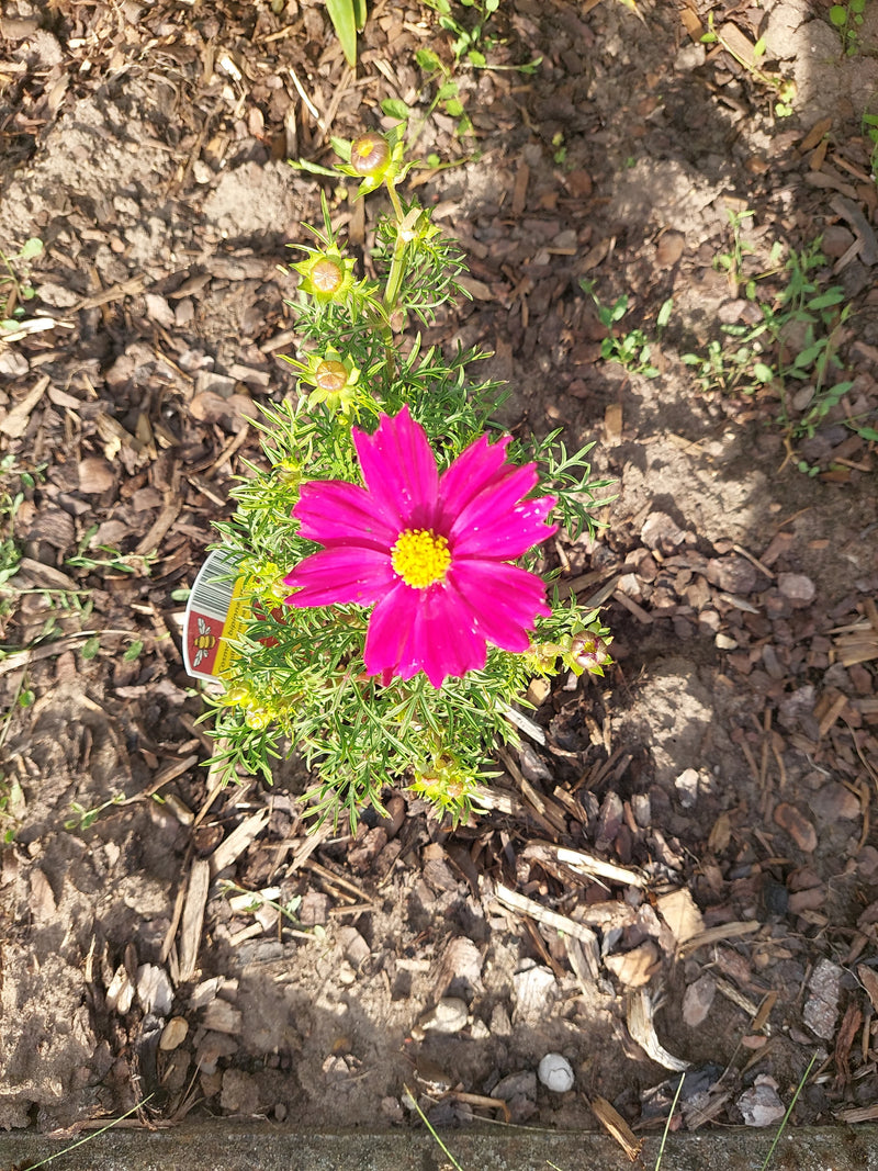 Une fleur de cosmos rose avec un centre jaune et des feuilles fines pousse dans un parterre sur du paillis.