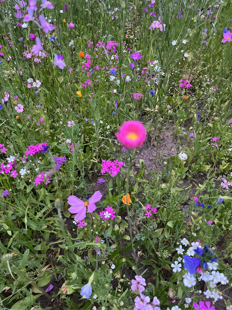 Une cosmea rose au centre jaune fleurit dans une prairie de fleurs sauvages colorée. La plante se trouve au milieu de diverses autres fleurs et herbes des prés.