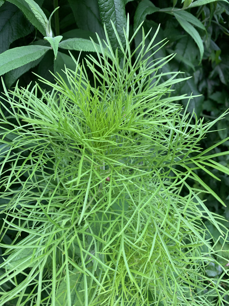 L'image montre le feuillage dense et finement plumeux d'un cosmos en gros plan. Les segments de feuilles verts et aciculaires s'étendent devant un arrière-pl...