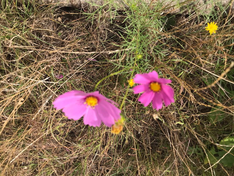 L'image montre deux fleurs roses de cosmos émergeant d'herbe sèche. Les fines feuilles vertes de la plante et le centre jaune des fleurs sont bien visibles.