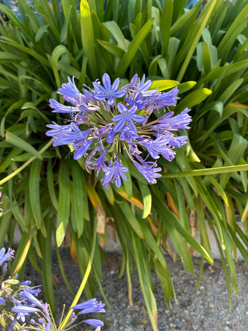 Agapanthe — Bild 1