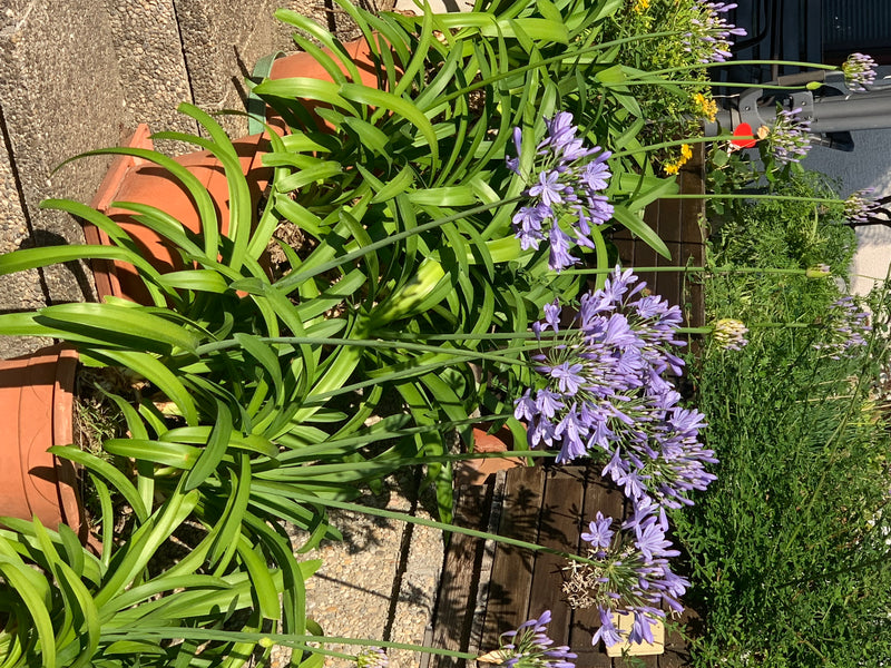On peut voir plusieurs agapanthes en fleurs dans des pots sur une terrasse. Les plantes présentent leurs inflorescences bleues sphériques caractéristiques et...