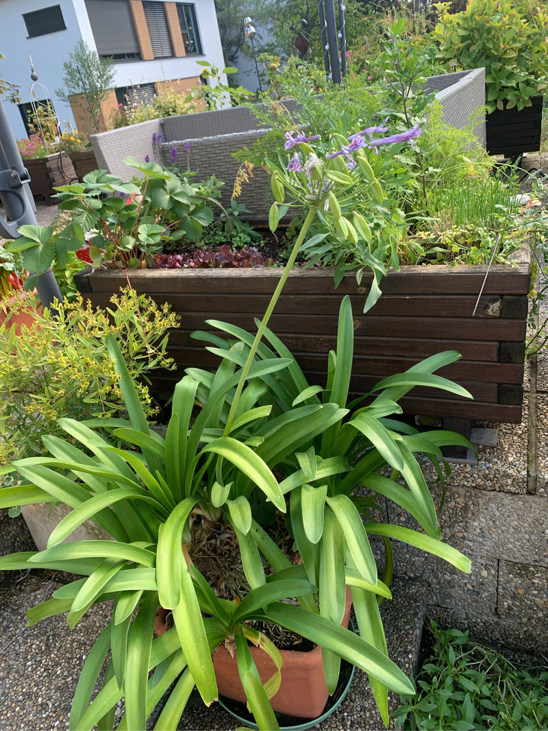 On voit un agapanthe en pot avec de longues feuilles vertes et une inflorescence dressée. La plante se trouve sur une terrasse devant des bacs surélevés.