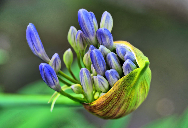 Gros plan sur les boutons floraux fermés d'une agapanthe (Agapanthus africanus). Les bourgeons bleu-violet émergent d'une spathe verte qui s'ouvre.