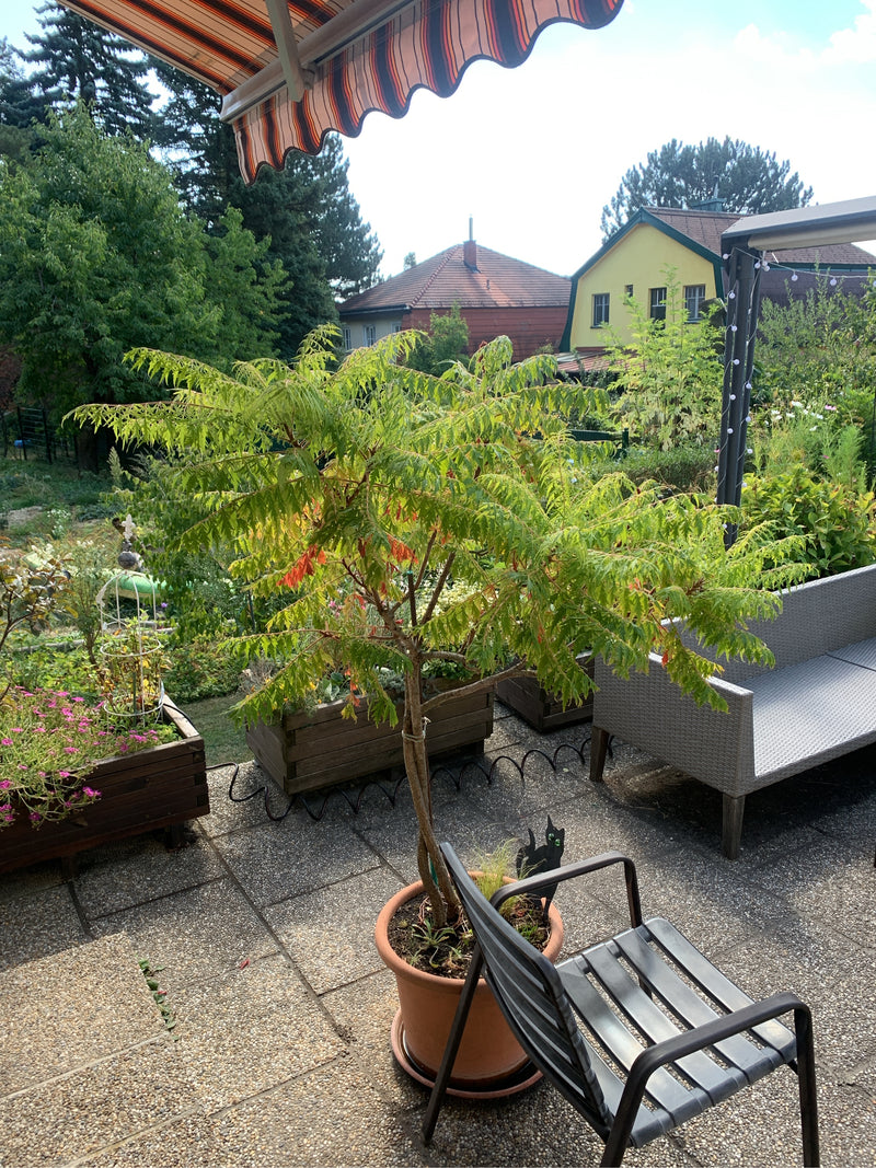 Un sumac vinaigrier aux feuilles découpées pousse dans un bac sur une terrasse pavée.