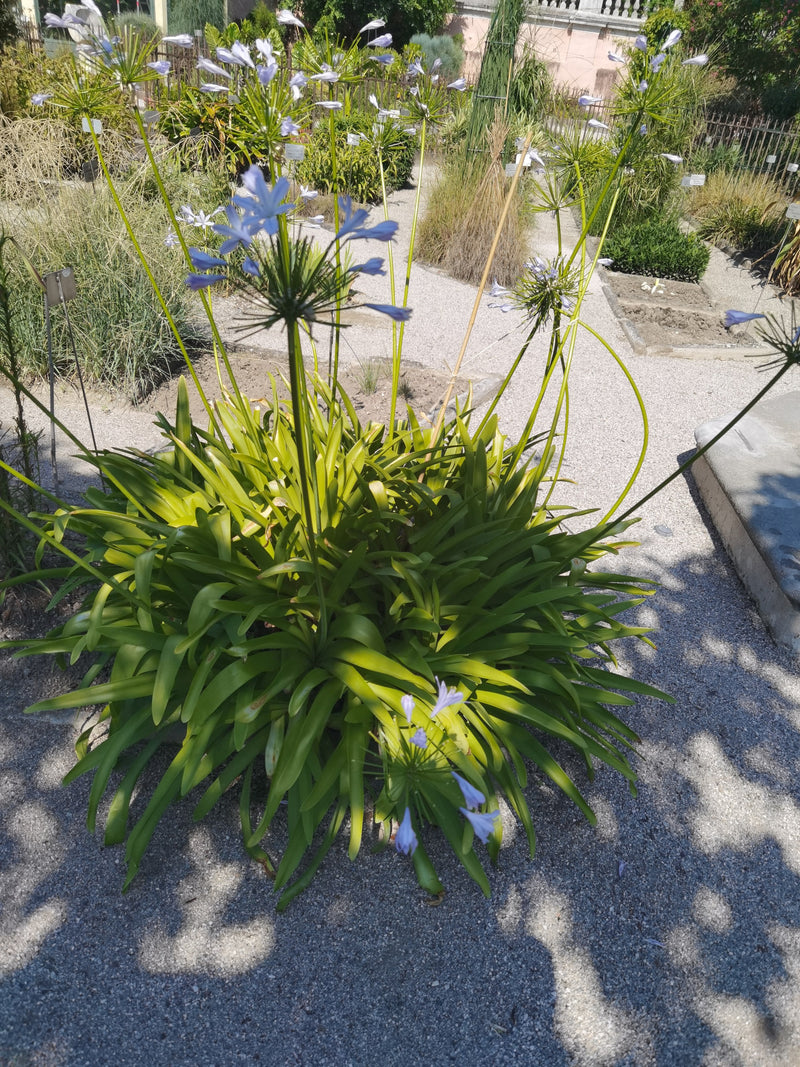 On peut voir un magnifique agapanthe avec de longues feuilles vertes et des inflorescences bleues sur de longues tiges. La plante se trouve dans un jardin en...
