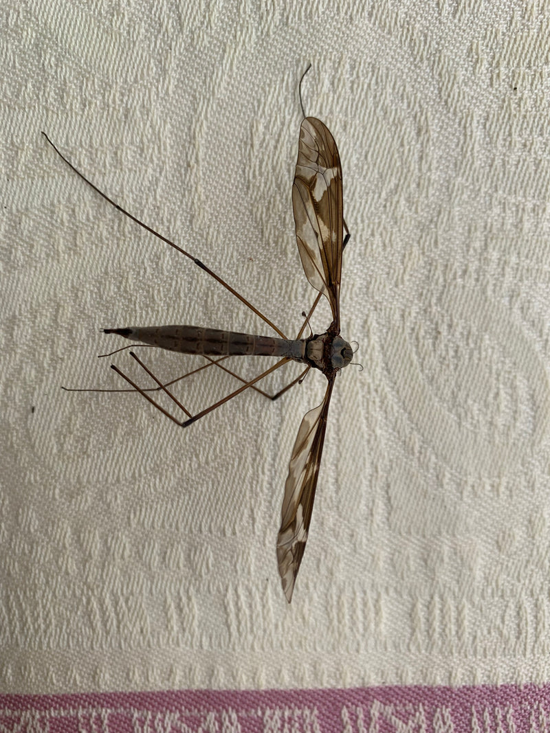 Un tipule repose sur une surface claire et texturée. Ses longues pattes typiques et ses ailes tachetées sont bien visibles.