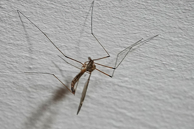 L'image montre une tipule adulte posée sur un mur clair avec ses longues pattes.