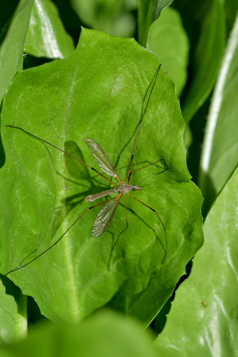 Une tipule est posée sur le dessus d'une feuille verte. Ses pattes et ailes caractéristiques et longues sont bien visibles.
