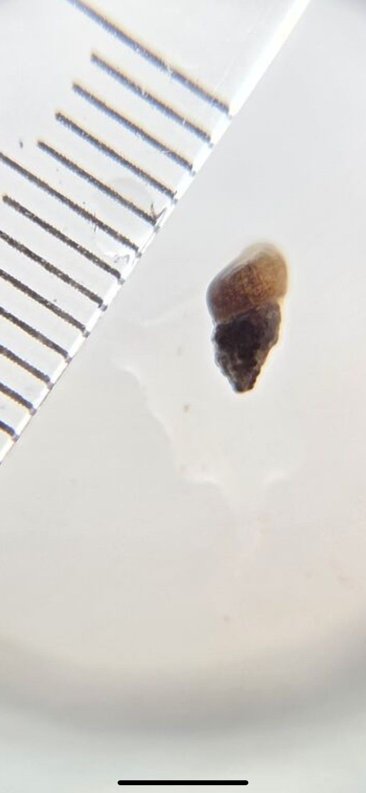 On peut voir un petit escargot à côté d'une échelle de mesure sur un fond clair.