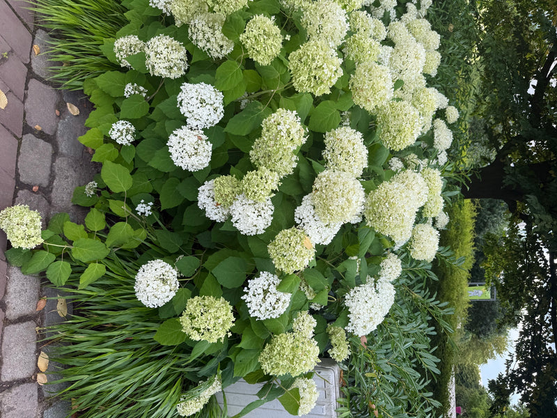 Hortensia boule de neige — Bild 1