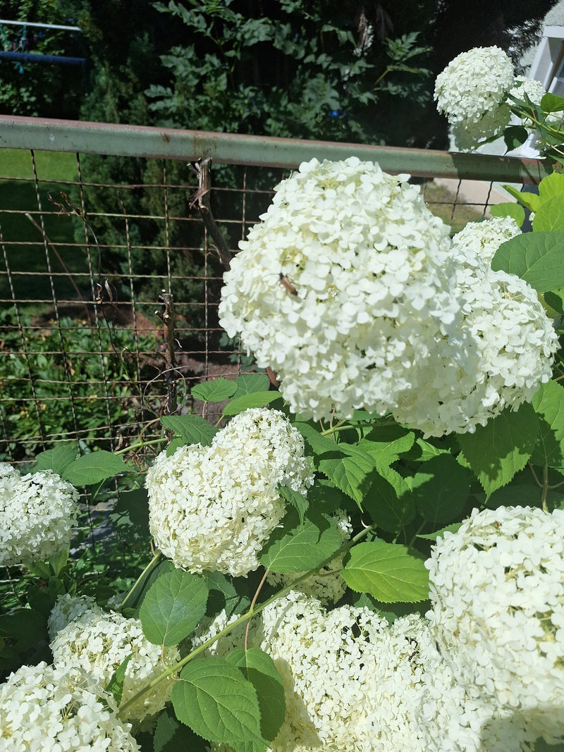 Hortensia boule de neige — photo 4 sur 8