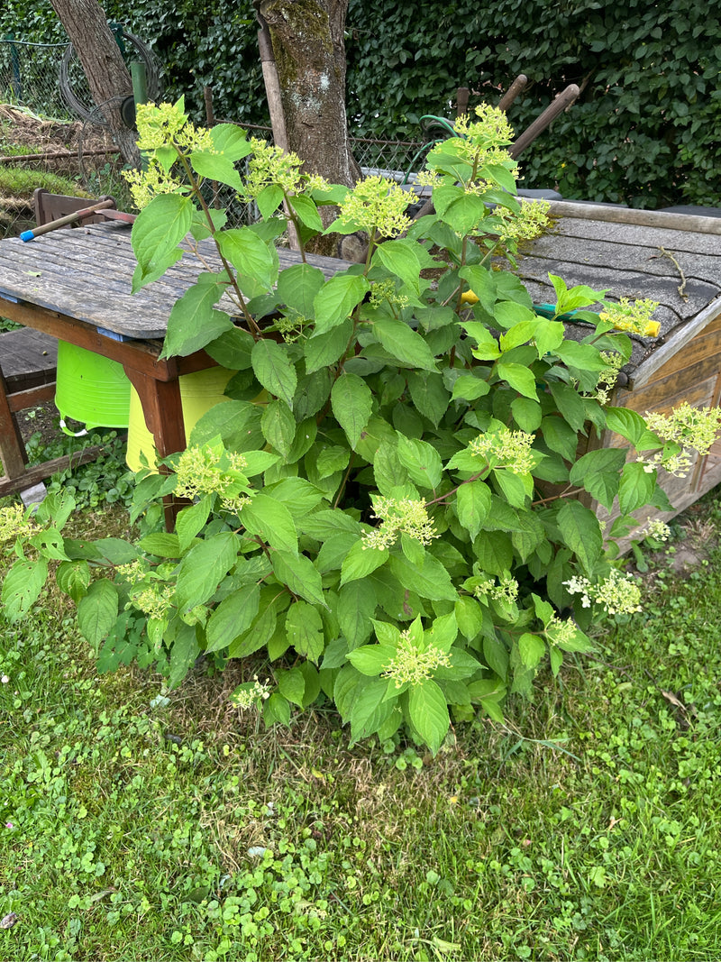 Hortensia boule de neige — photo 1 sur 8