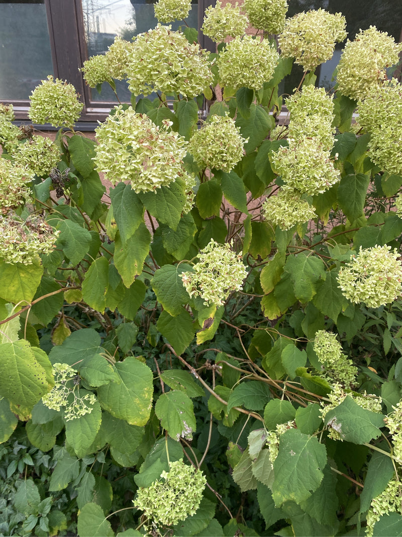 Hortensia boule de neige — photo 3 sur 8