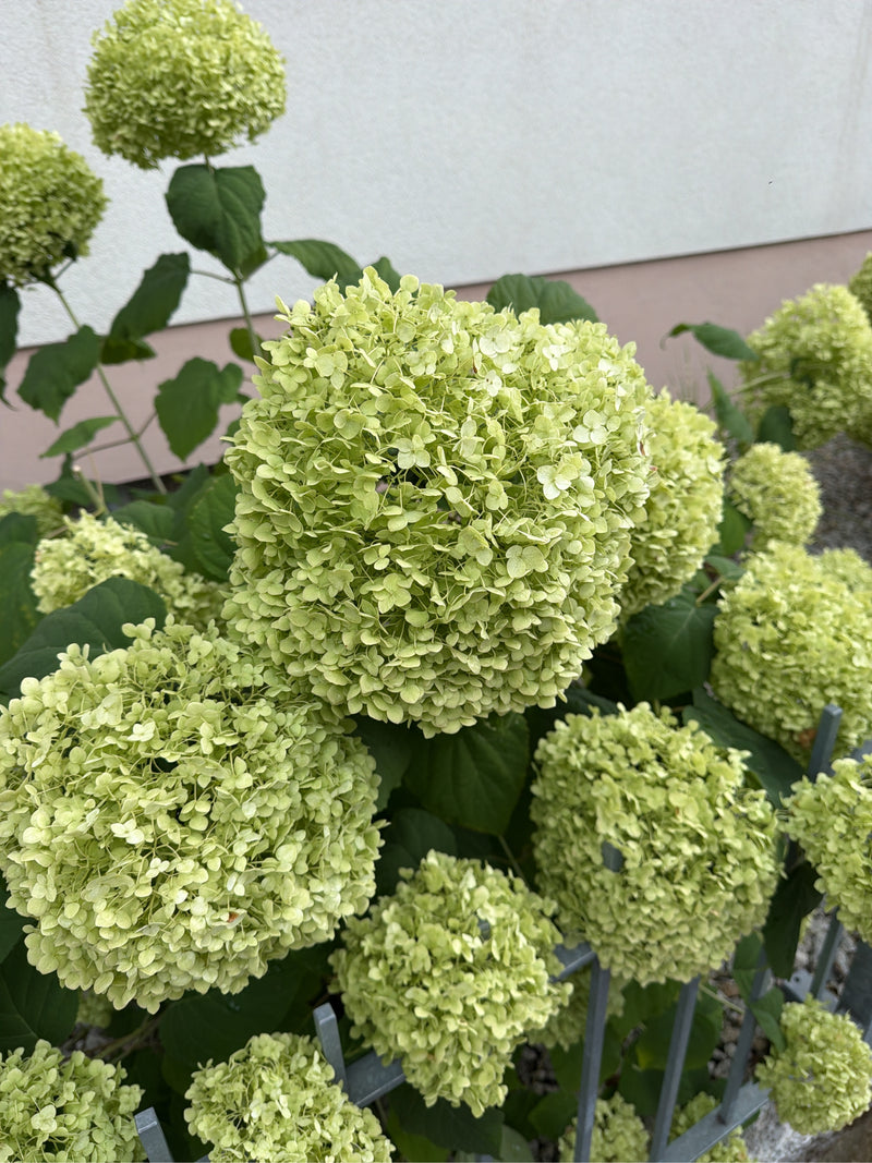 Hortensia boule de neige — photo 2 sur 8