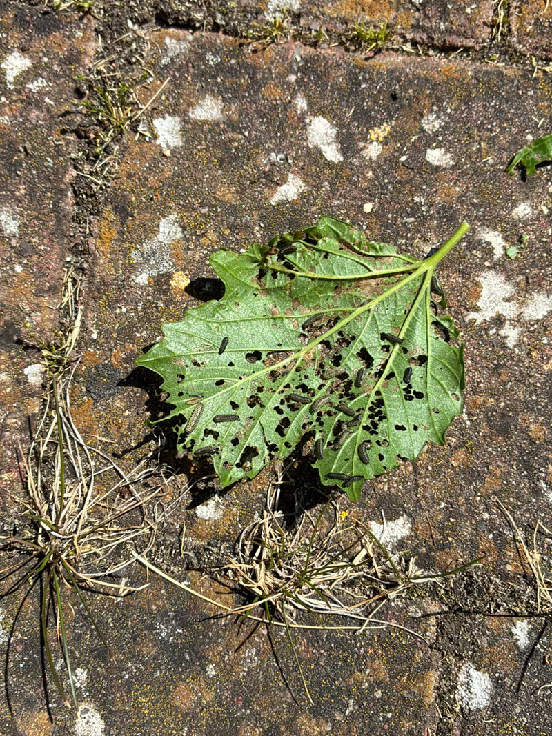 Coléoptère de la viorne — Bild 1