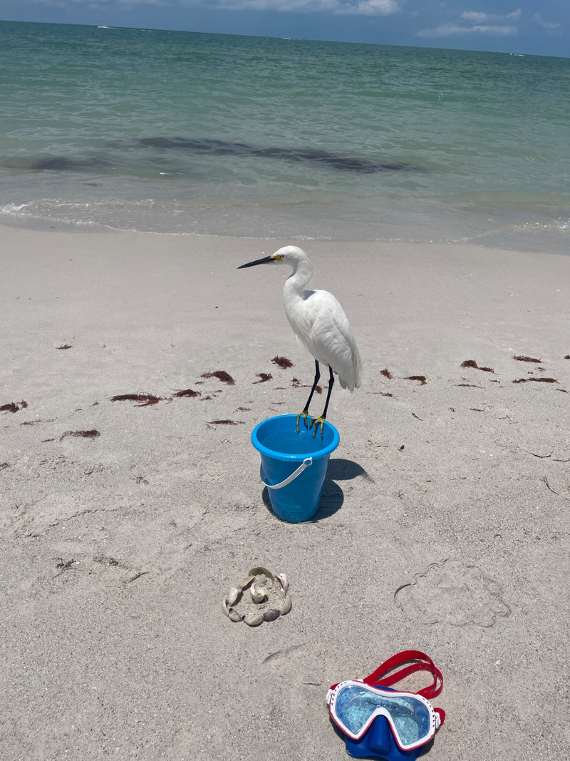 Aigrette neigeuse — Bild 1