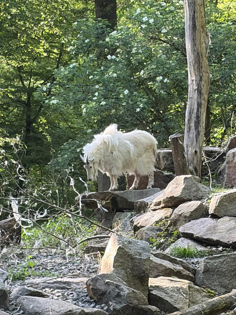 chèvre de montagne — Bild 1