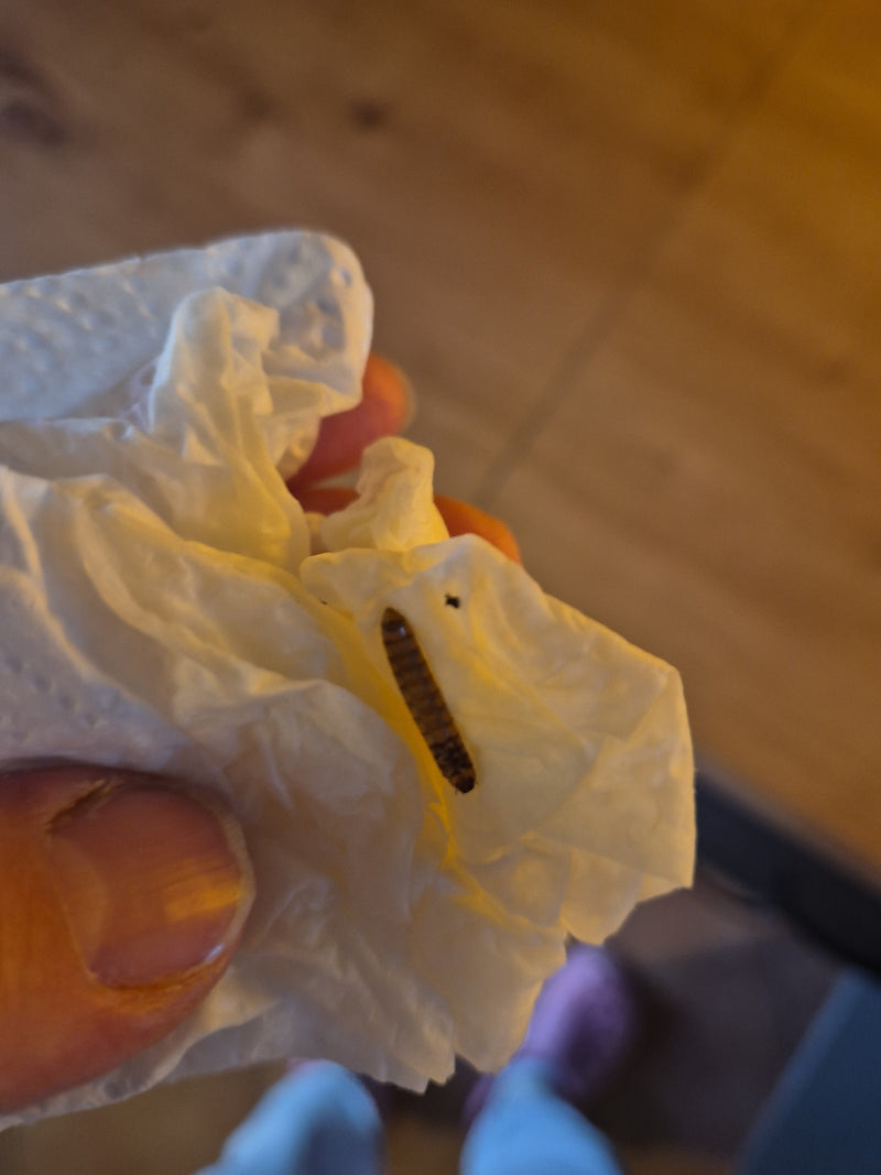 scarabée clic — Bild 4