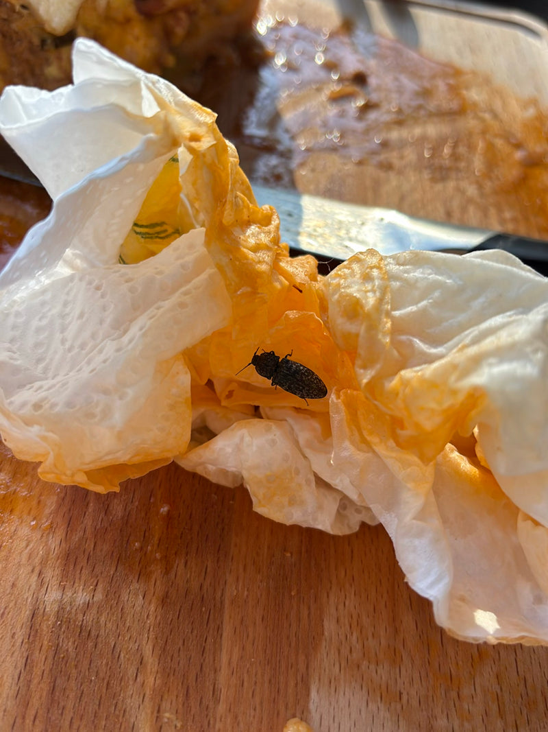 Coléoptères cliquez (genre Agriotes) — Bild 1