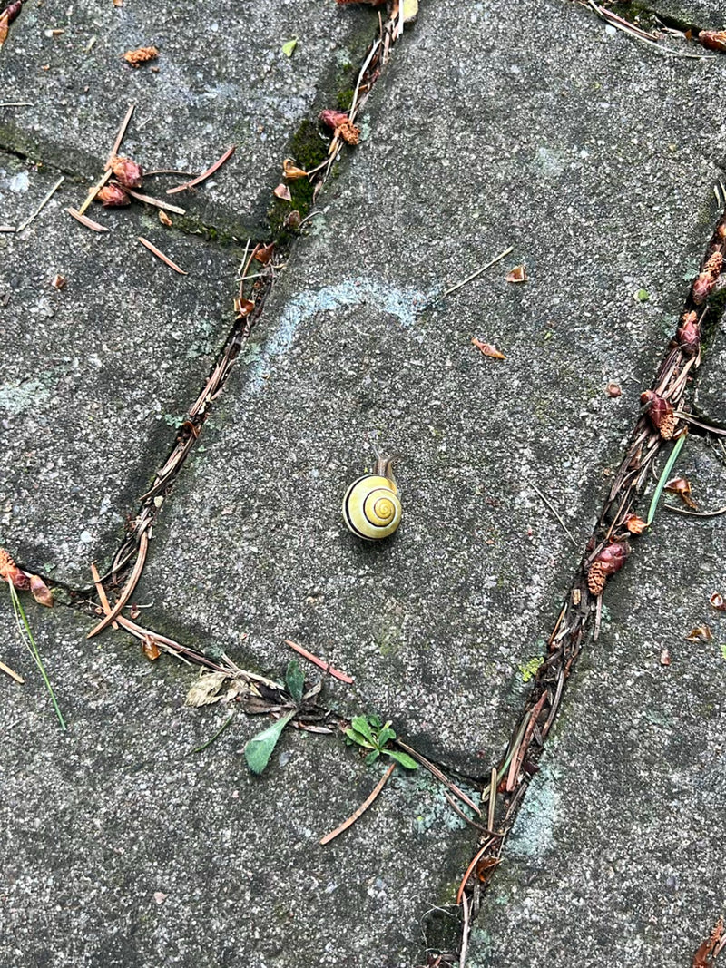 escargot — Bild 1