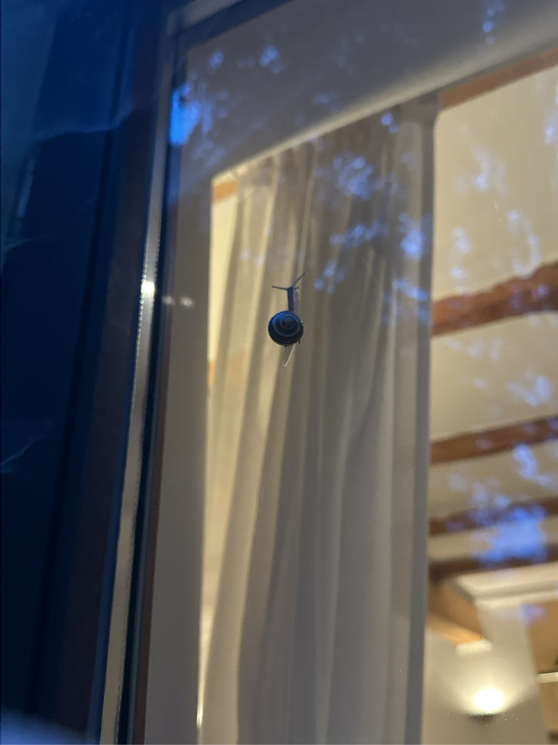 escargot — photo 5 sur 6
