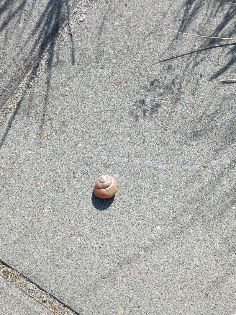 escargot — photo 4 sur 6