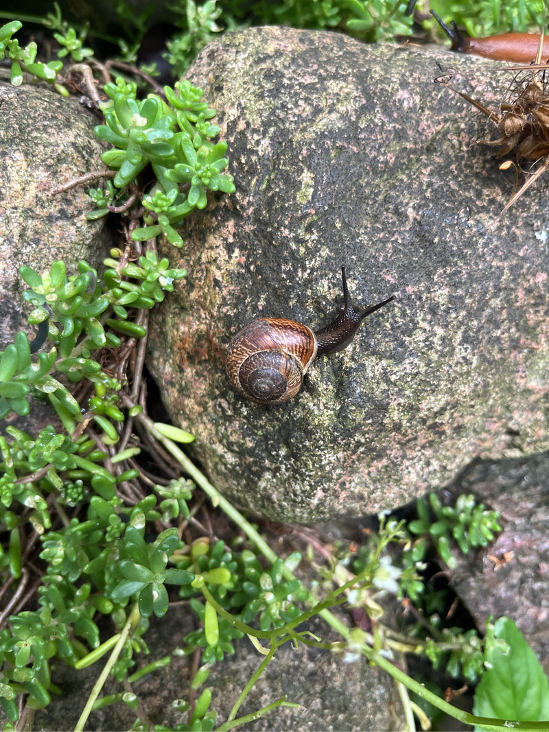 escargot — photo 3 sur 6