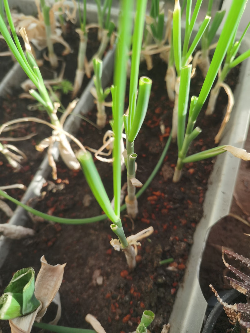 L'image montre plusieurs plants de ciboulette verte dans des jardinières allongées. Certaines tiges ont déjà été coupées.