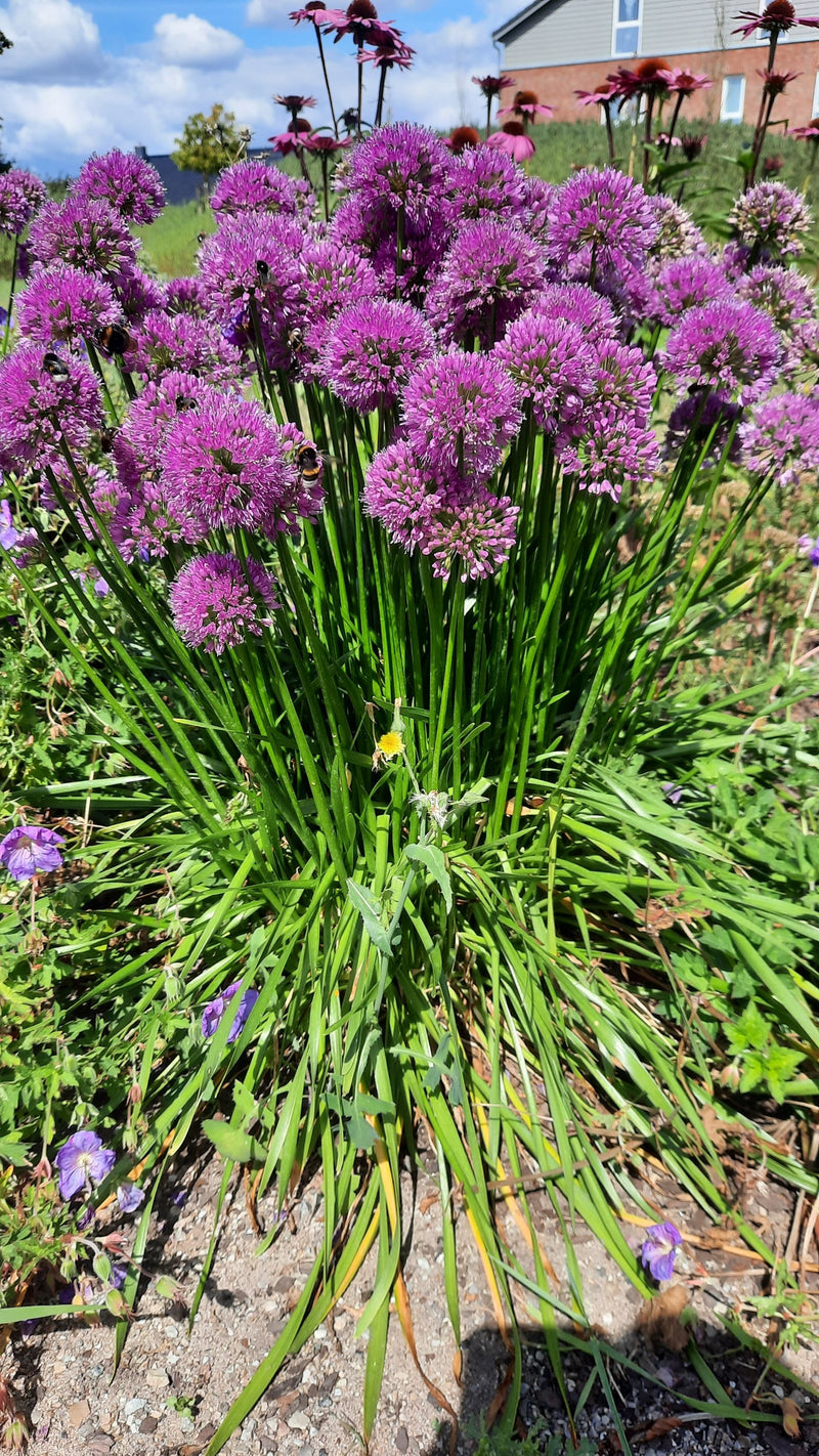 On aperçoit une plante de ciboulette luxuriante dotée de nombreuses inflorescences violettes rondes et de longues tiges vertes dans un parterre. La plante es...