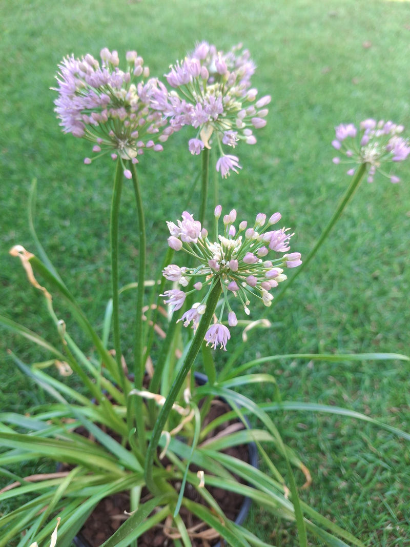 L'image montre de la ciboulette en fleur avec des inflorescences rondes et violettes caractéristiques et des feuilles tubulaires étroites. La plante est dans...