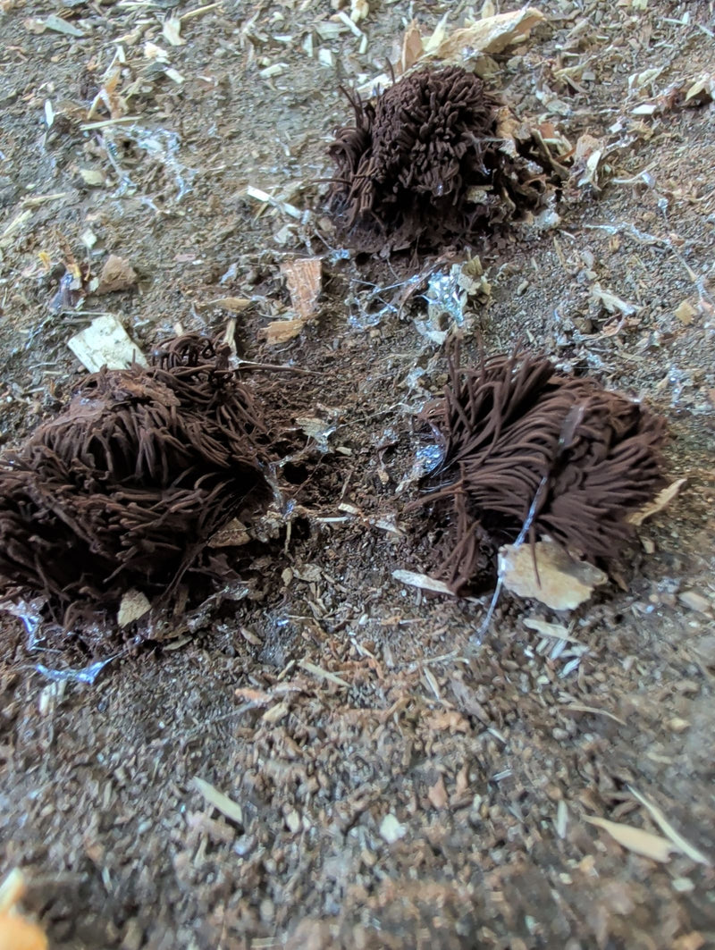 Moisissure visqueuse au chocolat — Bild 1