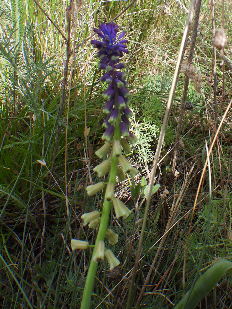 Jacinthe raisin à crête — Bild 1