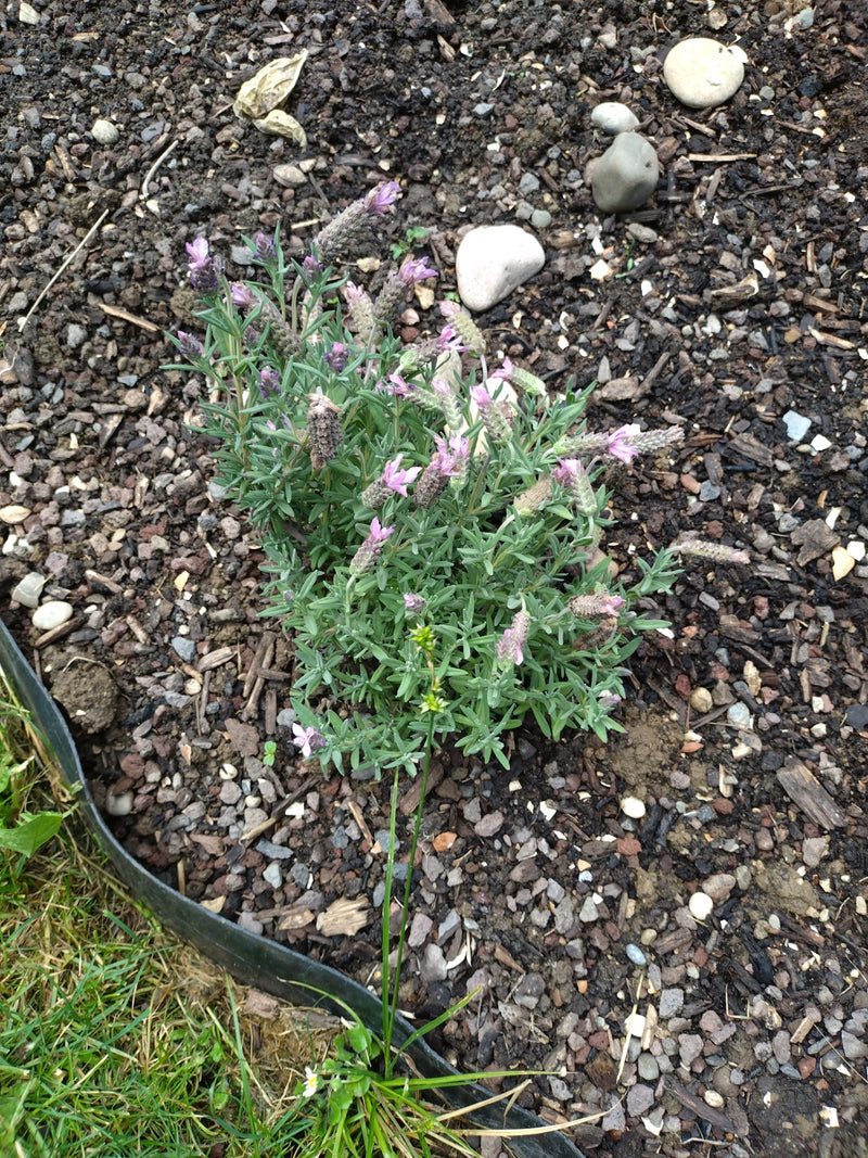 On peut voir une jeune plante de lavande papillon avec des inflorescences violettes caractéristiques, poussant dans un parterre sur de la terre sombre.