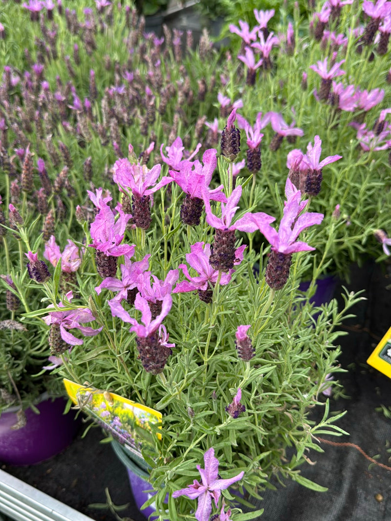 On peut voir une plante de lavande papillon en fleurs avec des épis caractéristiques. La photo montre la plante en gros plan.