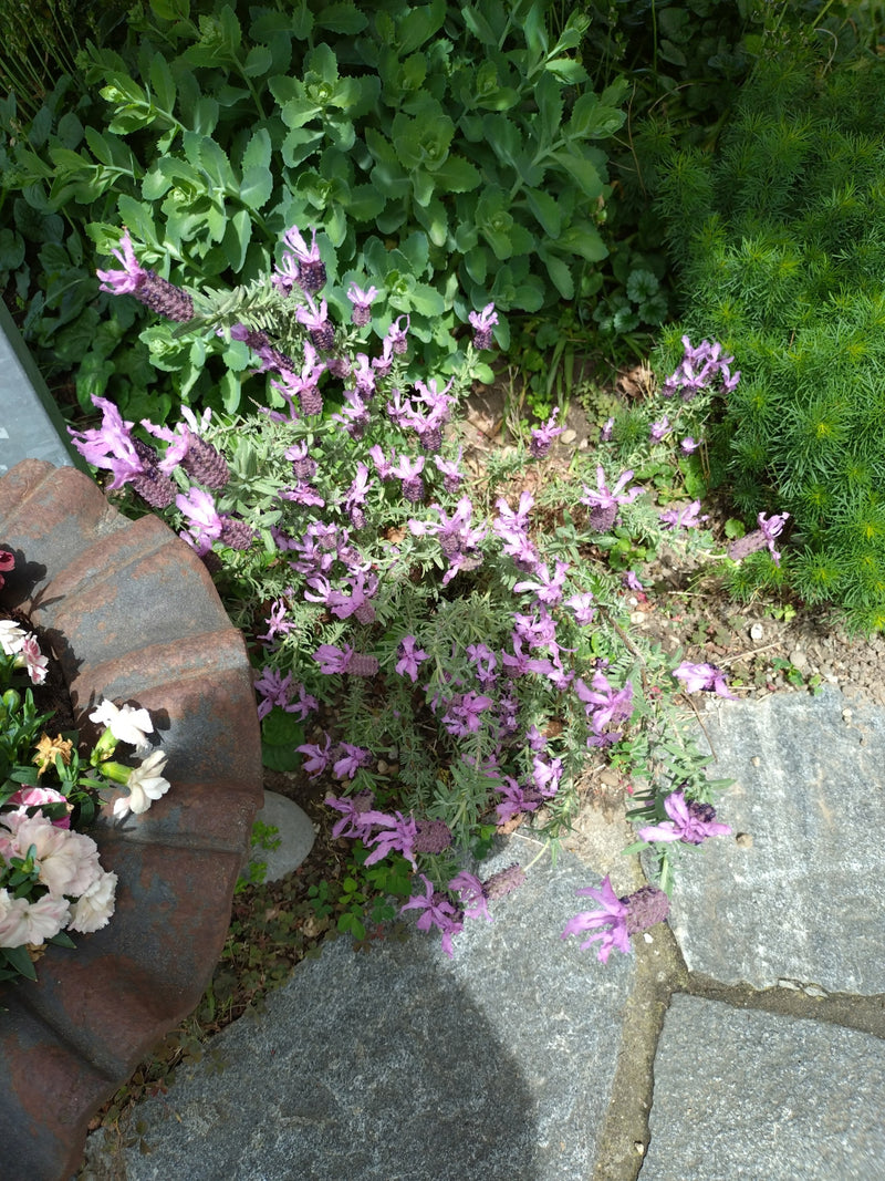 Un lavande papillon en fleurs est vu d'en haut. Les inflorescences violettes caractéristiques et les feuilles gris-vert se trouvent dans un parterre de jardi...