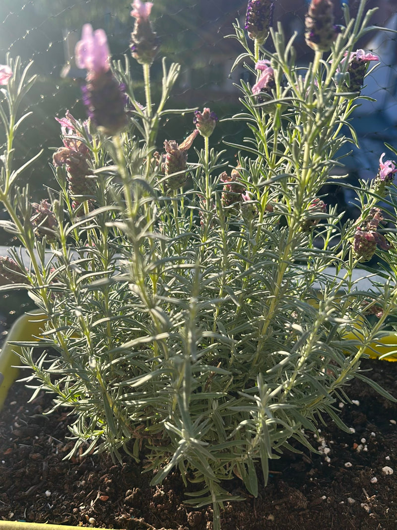 On peut voir une saine plante de lavande papillon dans un pot rempli de terre sombre. Ses inflorescences violettes caractéristiques s'élèvent sur de longues ...