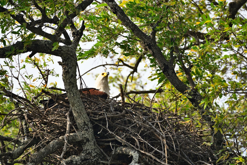 Un pygargue vocifer est assis dans son grand nid de branches au sommet d'un arbre et regarde vers le haut.