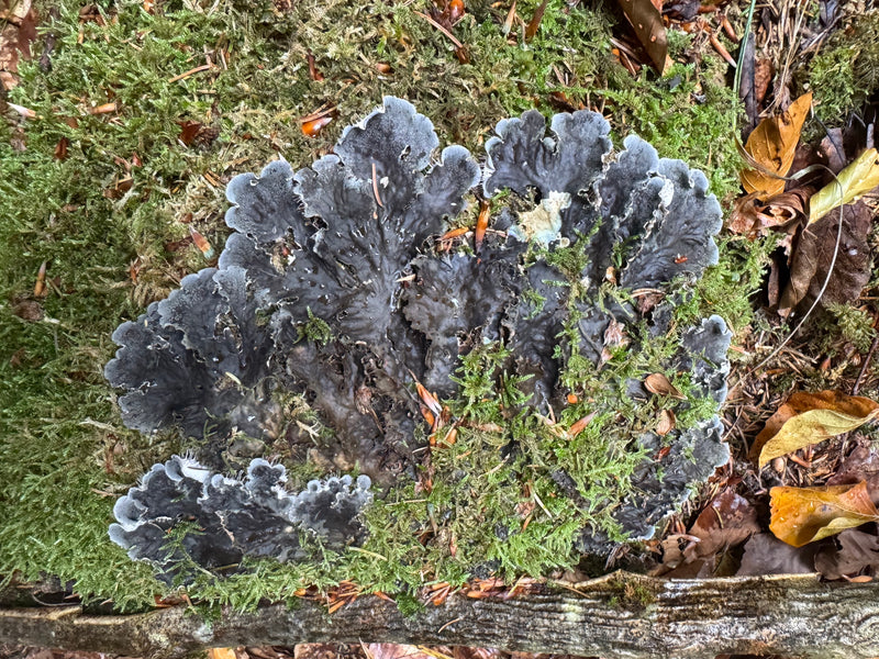 Schuppige Schildflechte — photo 1 sur 1