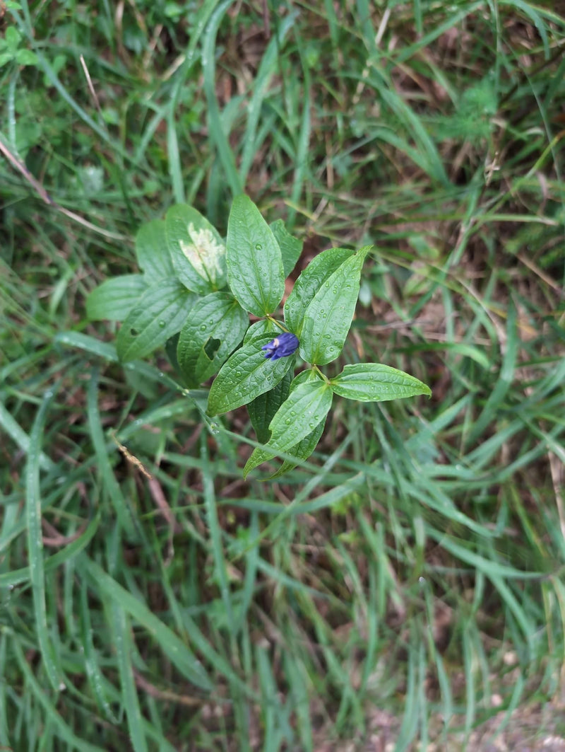 Schwalbenwurz-Enzian — photo 1 sur 1
